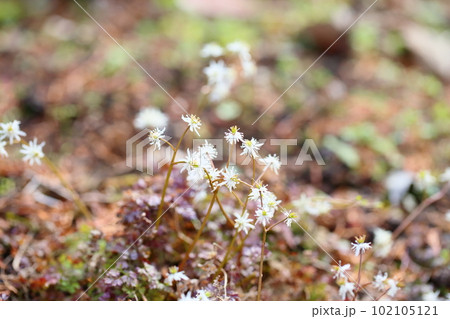 超小花　セリバオウレンの花 102105121