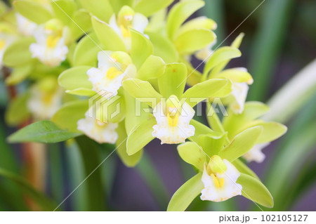 シンビジュウムの花 グリーンサワー シンビジュウムの花 グリーンサワー 102105127