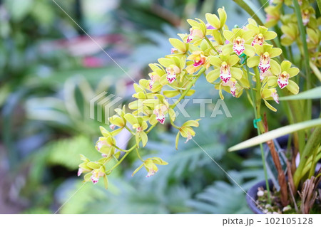 シンビジュウムの花　グリーンサワー 102105128