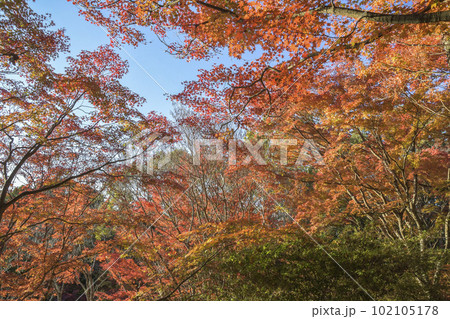 大阪府岸和田市牛滝山大威徳寺の紅葉 大阪府岸和田市牛滝山大威徳寺の紅葉 102105178