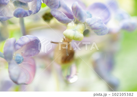 紫陽花とカタツムリ 紫陽花とカタツムリ 102105382