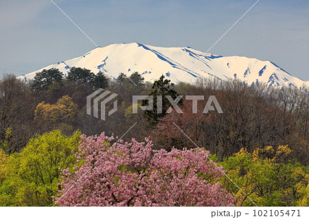 白川湖の水没林　白川ダム湖岸公園 102105471
