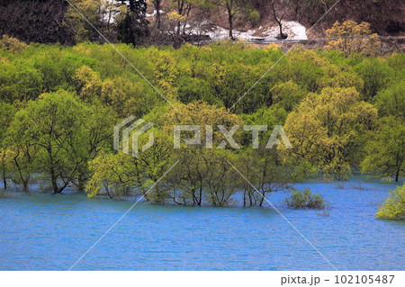 白川湖の水没林　白川ダム湖岸公園 102105487