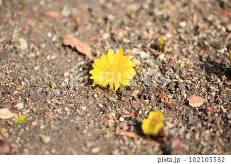 福寿草の花　満開 102105582