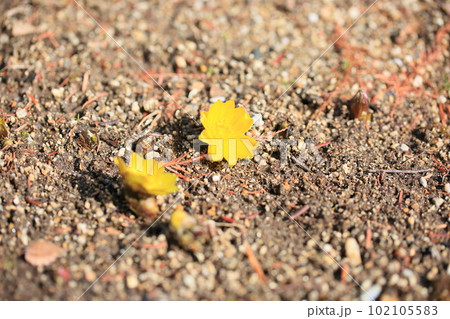 福寿草の花　満開 102105583