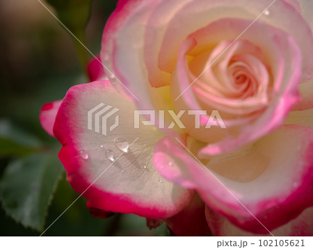 水滴のついたバラ　紅白のコントラストが美しいジュビレ・デュ・プリンス・ドゥ・モナコ 102105621