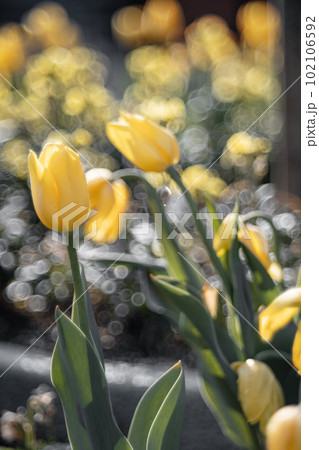 黄色いチューリップとバブルボケ 102106592