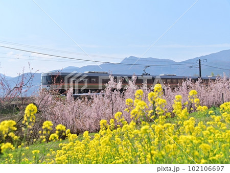 春の花満開の中を走行する特急「しなの」 102106697