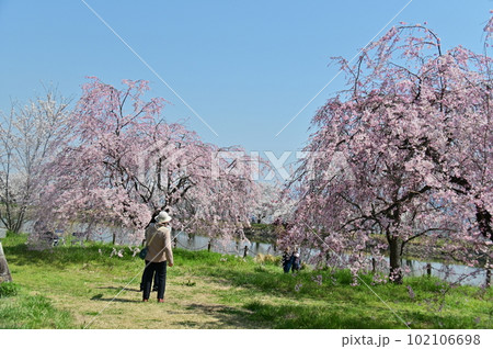 満開の枝垂桜を愛でる婦人 満開の枝垂桜を愛でる婦人 102106698