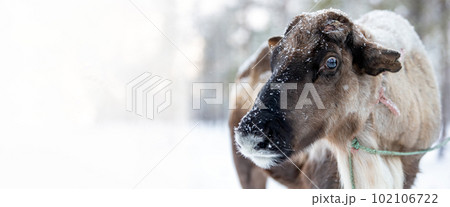 Banner. Head of a reindeer looking at the camera, close-up. Banner. Head of a reindeer looking at the camera, close-up. 102106722