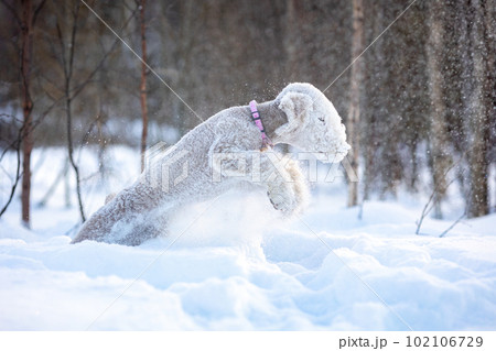 Portrait of a Bedlington Terrier playing in a winter snowy park.  102106729