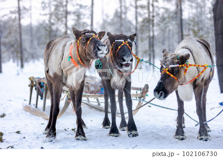 A team of three reindeer in the traditional ammunition of reindeer herders of the Komi Republic. 102106730