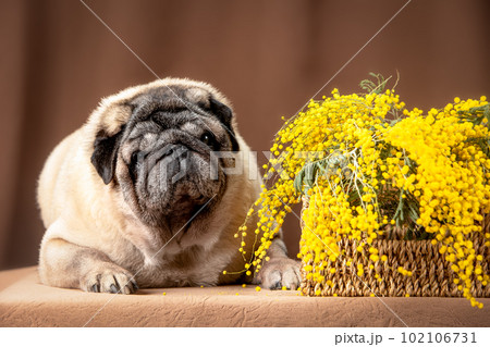 Portrait of an adult beige pug on a brown background, lying next to a basket of mimosa (acacia) flowers and looking at the camera.  102106731