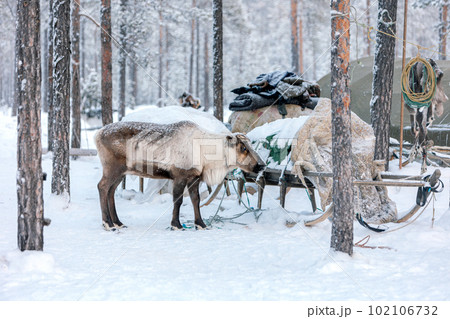 Traditional life of reindeer herders of the Komi Republic, part of the camp next to the caribou camp. H 102106732