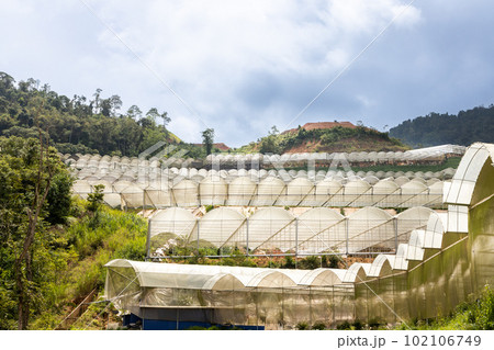 Generic industrial farming canopy in cameron highlands vegetable farming 102106749