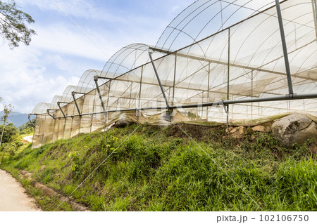 Closeup of generic industrial vegetables farming canopy in cameron highlands 102106750