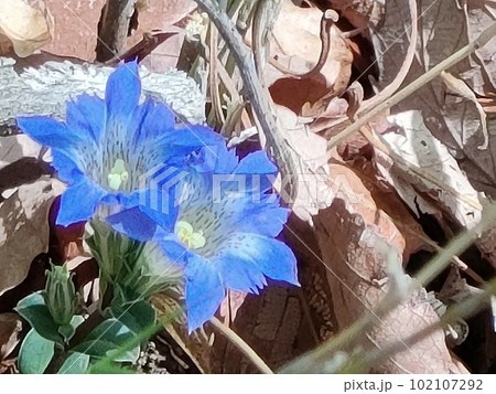 筆竜胆の花（鐘撞堂山／埼玉県深谷市・寄居町） 102107292