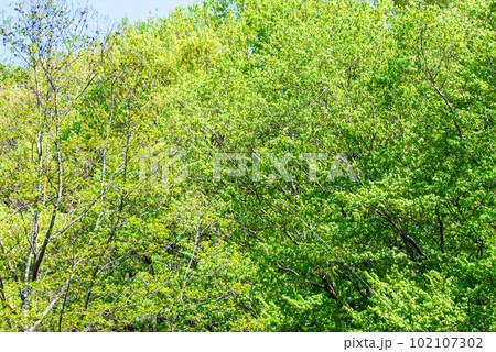 新緑の風景 北本自然公園 埼玉県北本市 新緑の風景 北本自然公園 埼玉県北本市 102107302