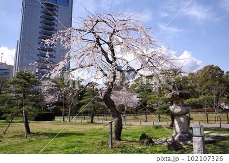 駿府城の桜 102107326
