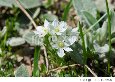 春の花畑に咲く白いオーニソガラムの花 春の花畑に咲く白いオーニソガラムの花 102107600