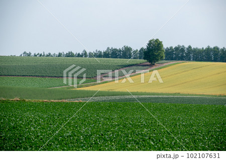 夏の丘の畑に立つシラカバの木 夏の丘の畑に立つシラカバの木 102107631
