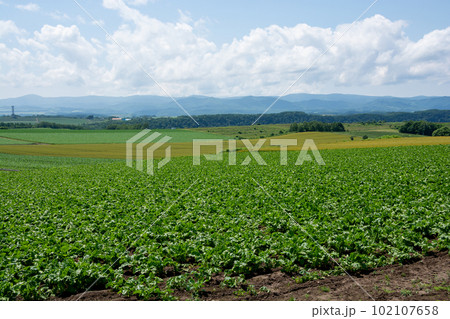 夏の緑の畑作地帯 102107658
