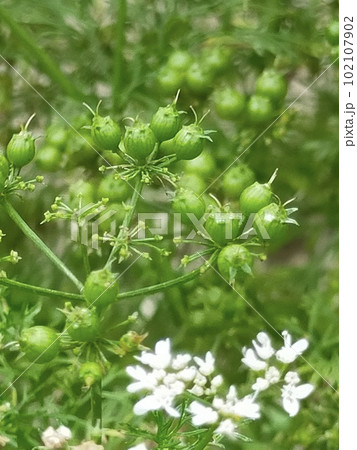パクチーの花と実の写真素材 [102107902] - PIXTA