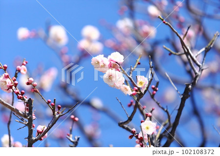 中山寺の梅の花 中山寺の梅の花 102108372