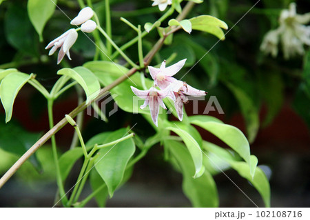 むべの花 102108716