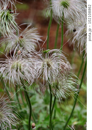 オキナグサ 102108862