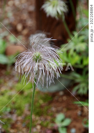 オキナグサ オキナグサ 102108864