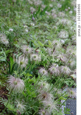 オキナグサ オキナグサ 102108866