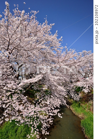 丹波春日町黒井川沿いの桜並木 102108972