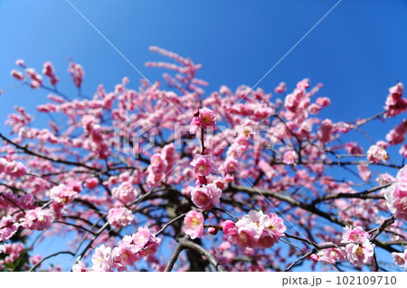 中山寺の梅林 102109710