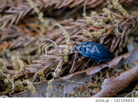 ヒラタシデムシ 102109833