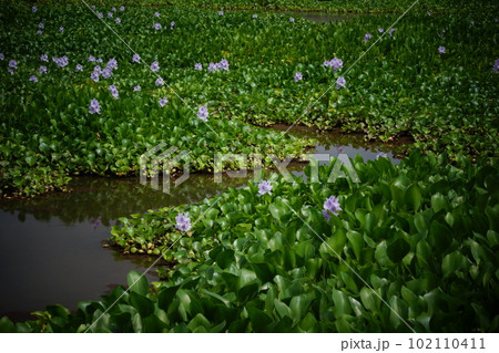 ホテイアオイ　薄紫の花 102110411