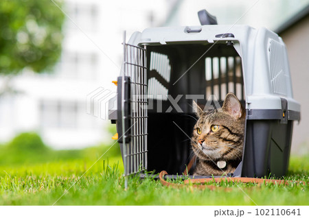 Gray tabby cat lies in a carrier on green grass outdoors.  102110641