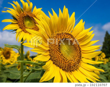 夏の青空に映えるひまわり クローズアップ 夏の青空に映えるひまわり クローズアップ 102110707