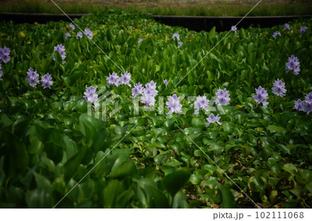 ホテイアオイ 薄紫の花 ホテイアオイ 薄紫の花 102111068