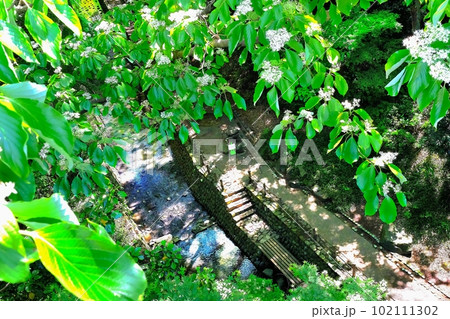 環状八号線から見下ろす等々力渓谷 環状八号線から見下ろす等々力渓谷 102111302