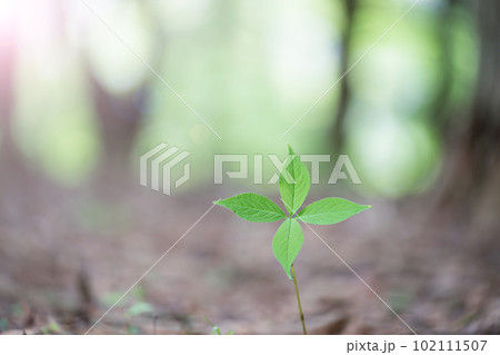 環境のイメージに使いやすい新芽 環境のイメージに使いやすい新芽 102111507