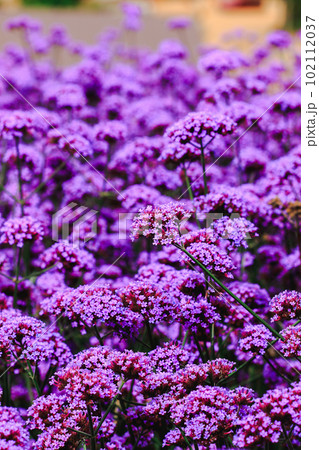 Verbena flowers bloom in bouquets. pink purple petals Verbena flowers bloom in bouquets. pink purple petals 102112037