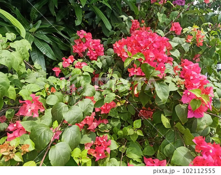 Close up of paperflower plant with pink flowers 102112555