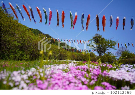 鯉のぼりと花畑 鯉のぼりと花畑 102112569