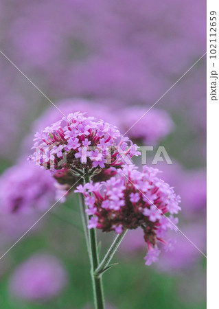 Verbena flowers bloom in bouquets. pink purple petals Verbena flowers bloom in bouquets. pink purple petals 102112659