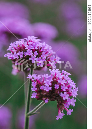 Verbena flowers bloom in bouquets. pink purple petals 102112661