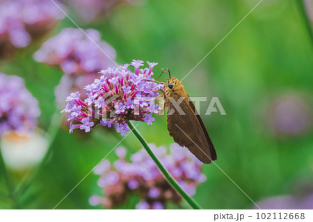 Verbena flowers bloom in bouquets. pink purple petals Verbena flowers bloom in bouquets. pink purple petals 102112668
