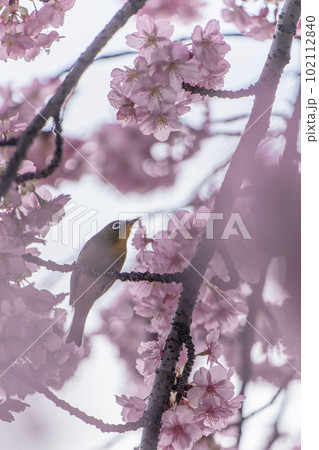松戸河津桜とメジロ 102112840