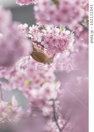 松戸河津桜と蜜を吸うメジロ 102112843