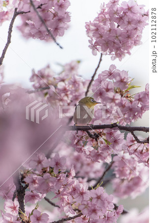 松戸河津桜とメジロ 102112878
